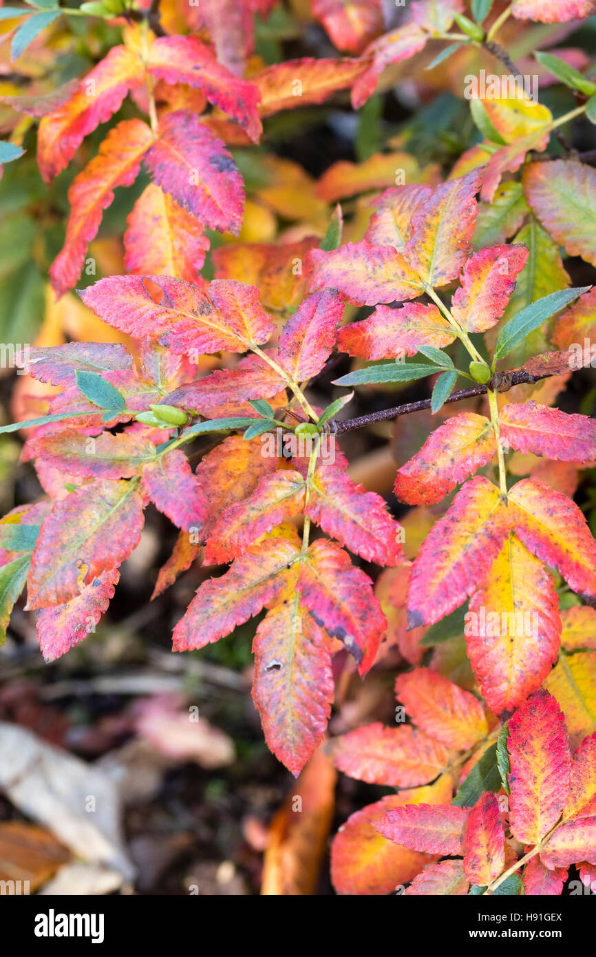 Autumn colour of the Brush bush, Eucryphia glutinosa Stock Photo