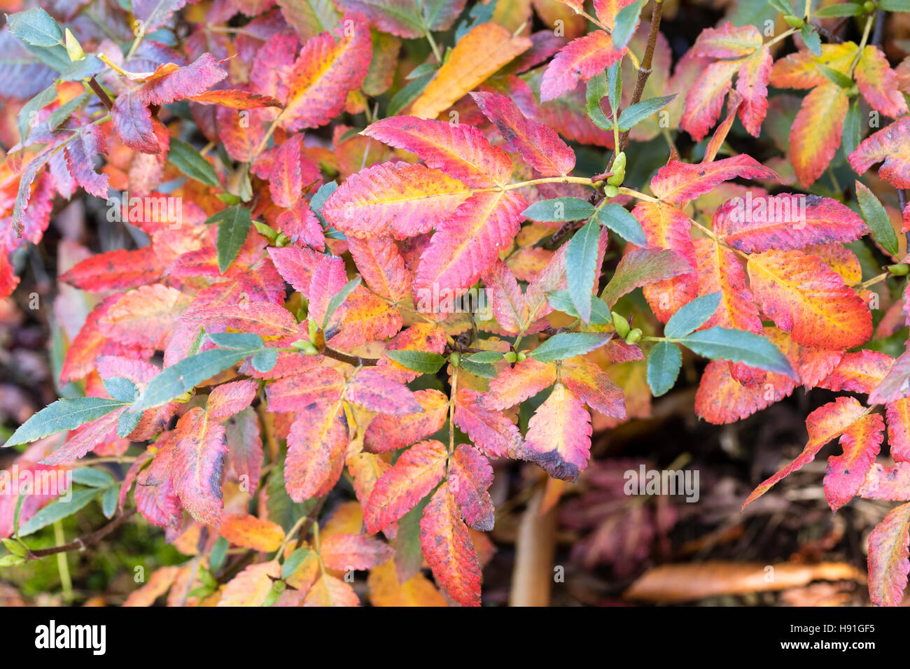 Autumn colour of the Brush bush, Eucryphia glutinosa Stock Photo