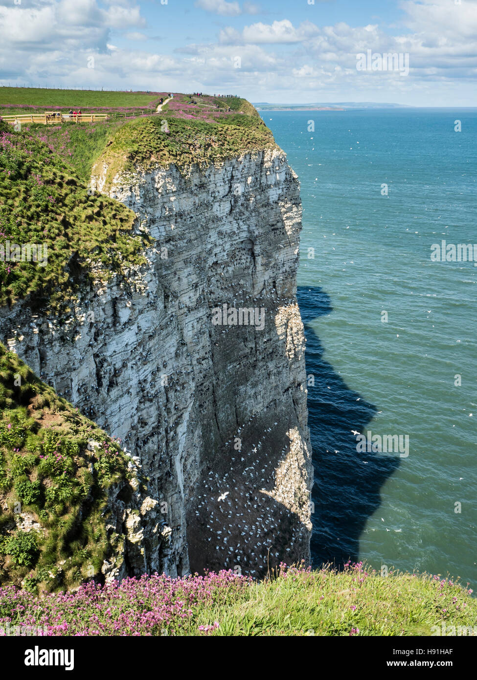 Bempton Cliffs near Filey, North Yorkshire Stock Photo