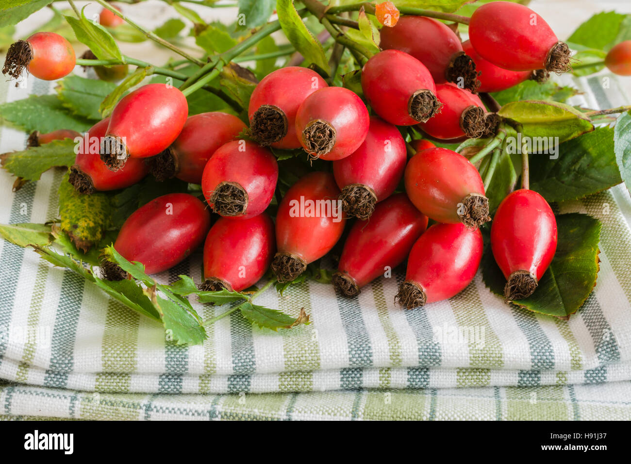 Fresh picked Rose Hips or rose haws and Autumnal fruit of the wild Dog Rose Stock Photo