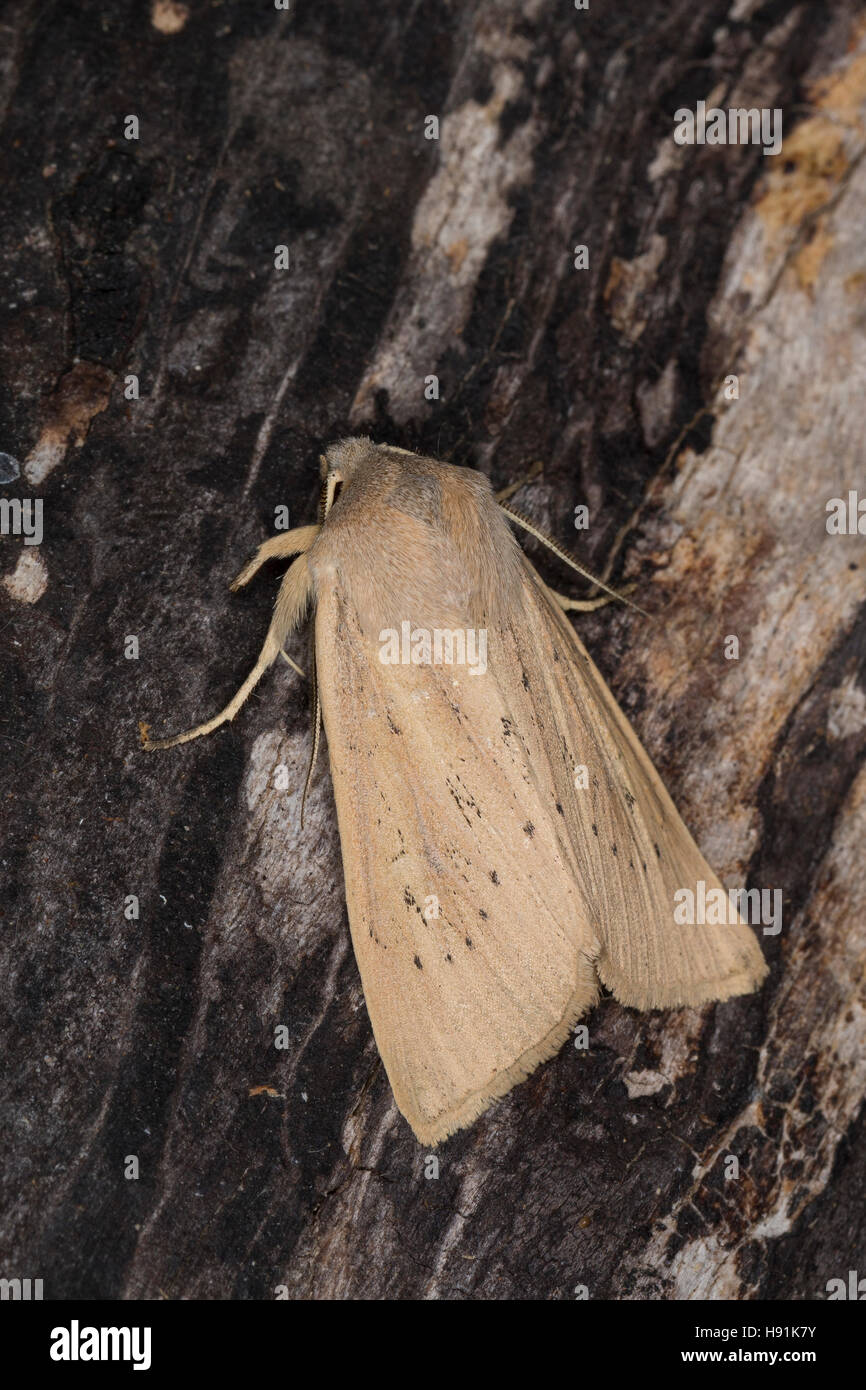 Schilfrohr-Wurzeleule, Rhizedra lutosa, large wainscot, Large Wainscot Moth, Isle of Wight wainscot. Eulenfalter, Noctuidae, noctuid moths, noctuid mo Stock Photo