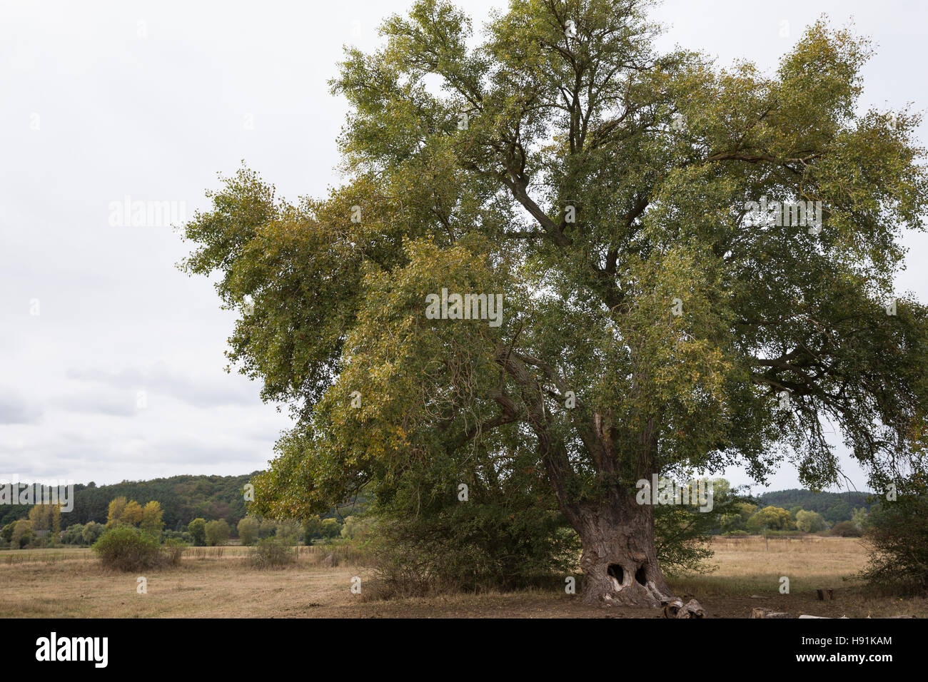 Schwarz Pappel Schwarzpappel Pappel Saarbaum Populus Nigra Black Poplar Black Poplar Le Peuplier Noir Stock Photo Alamy
