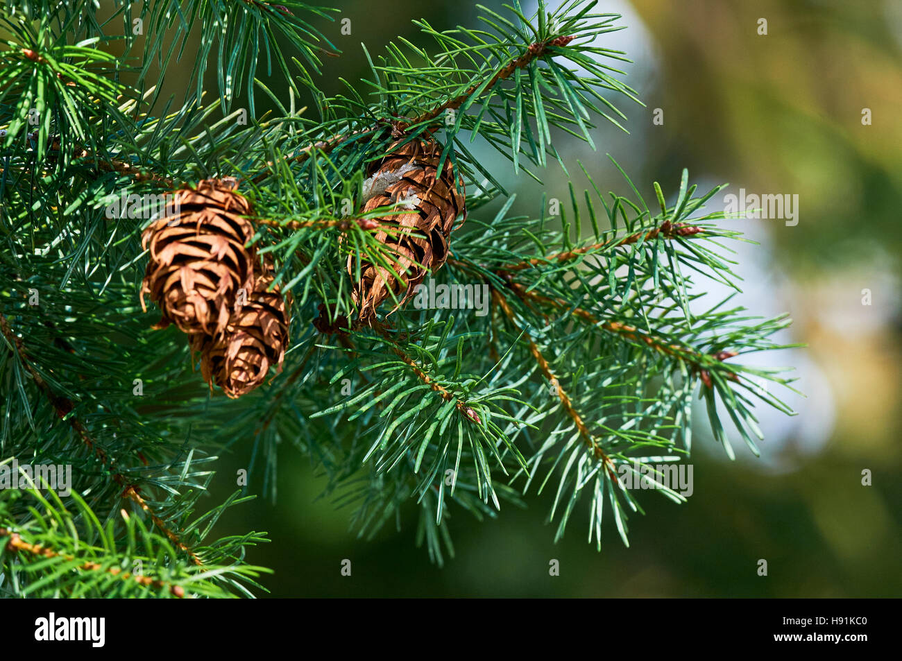 Pine cones of Pseudotsuga japonica (Japanese Douglas-fir)which  is a species of conifer in the pine family, Pinaceae, that is endemic to Japan Stock Photo