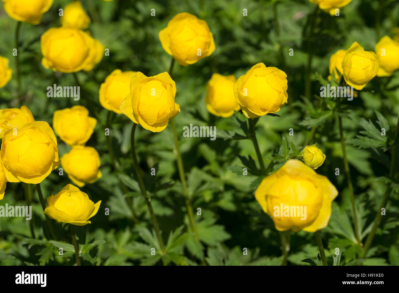 Europäische Trollblume, Troll-Blume, Trollius europaeus, European Globeflower, Globe Flower, Trolle d´Europe Stock Photo