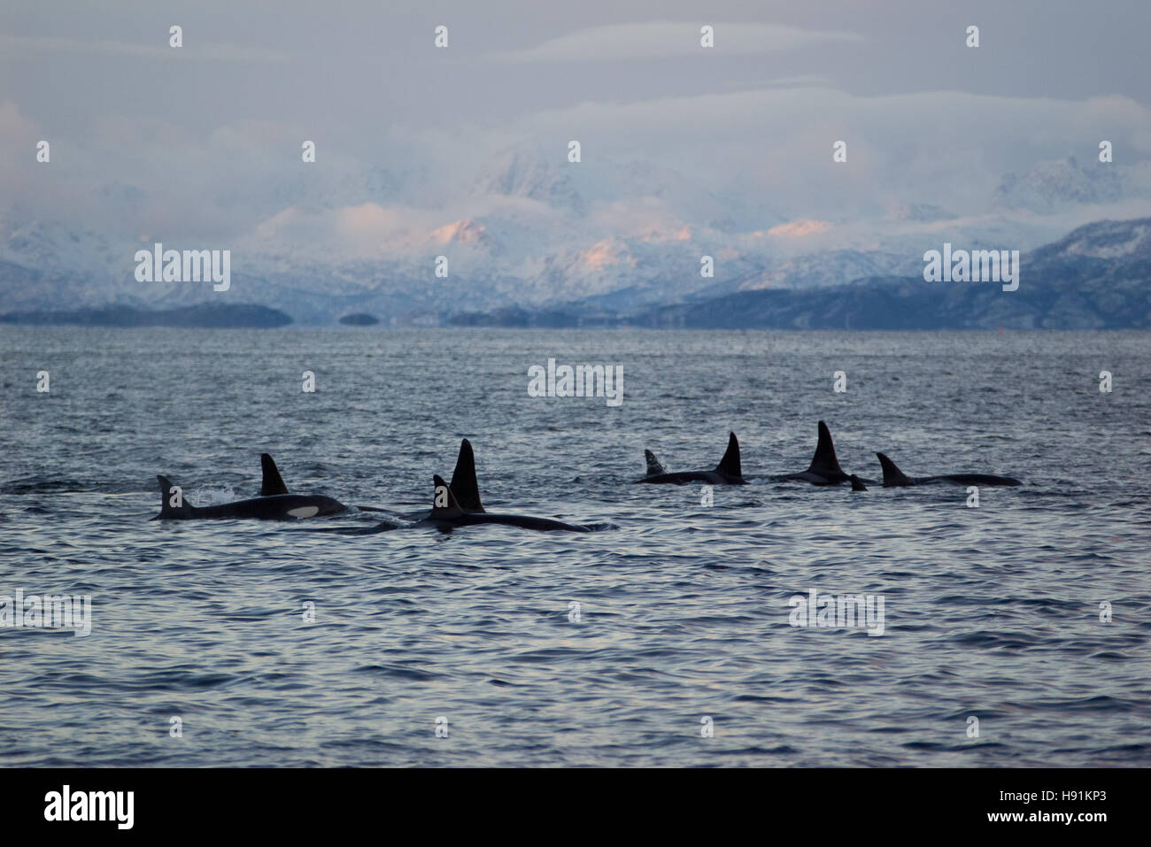 Family group or pod of killer whales (Orca) in Tysfjord, Norway, surrounded by a scenery of mountains with snow. Stock Photo