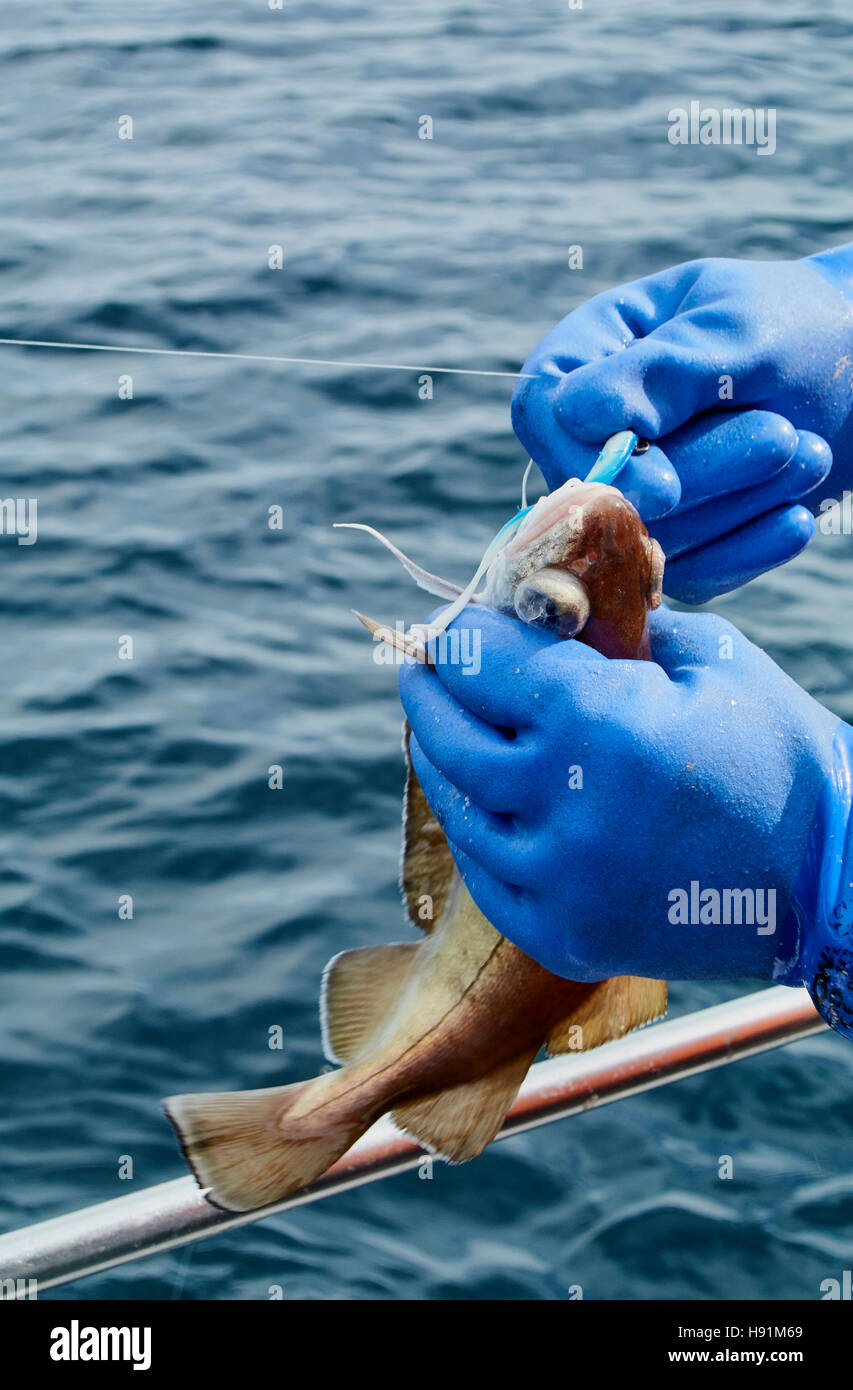 An Angler unhooks a pouting whilst Boat Fishing Stock Photo