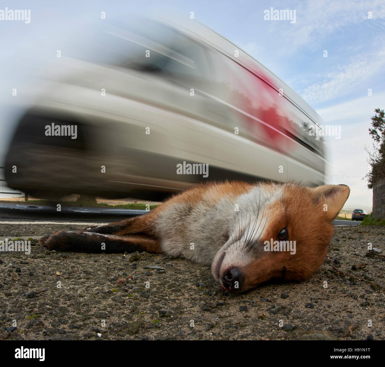 A Road Kill Fox Stock Photo Alamy