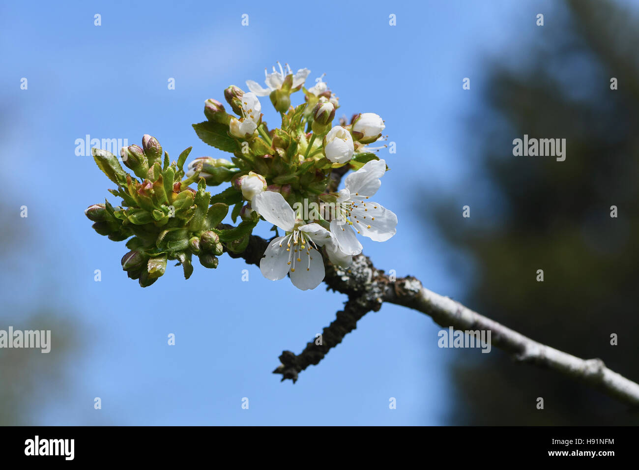 Tight clusters of apple blossom adorn the tip of an apple tree branch Stock Photo