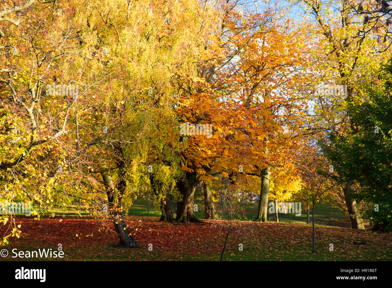 Trees in the Autumn Stock Photo - Alamy