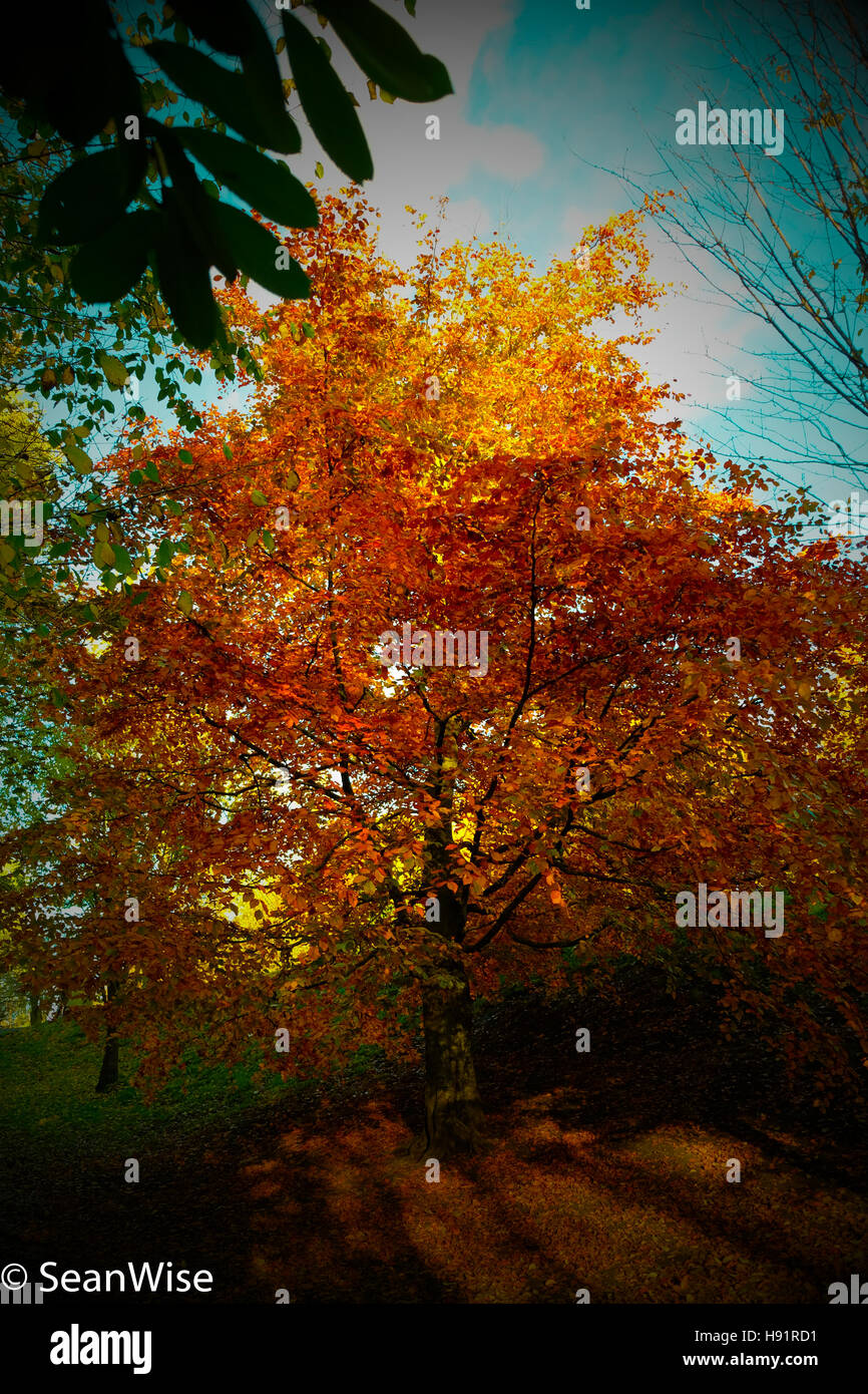 Trees in the Autumn Stock Photo - Alamy