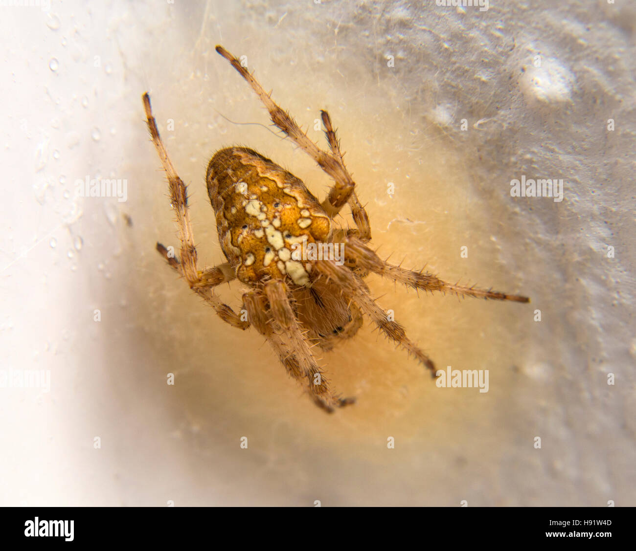 European garden spider (araneus diadematus), also known as diadem spider, cross spider, or crowned orb weaver, sitting on a nest Stock Photo
