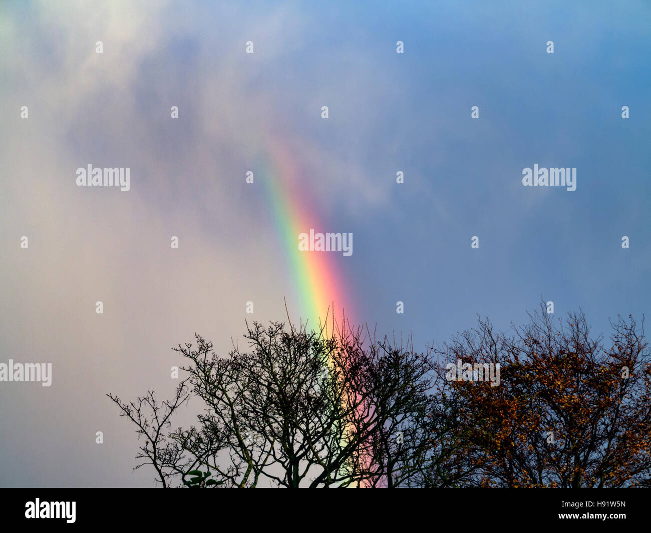 A vivid section of a rainbow behind a leafless tree top with stormy sky Stock Photo