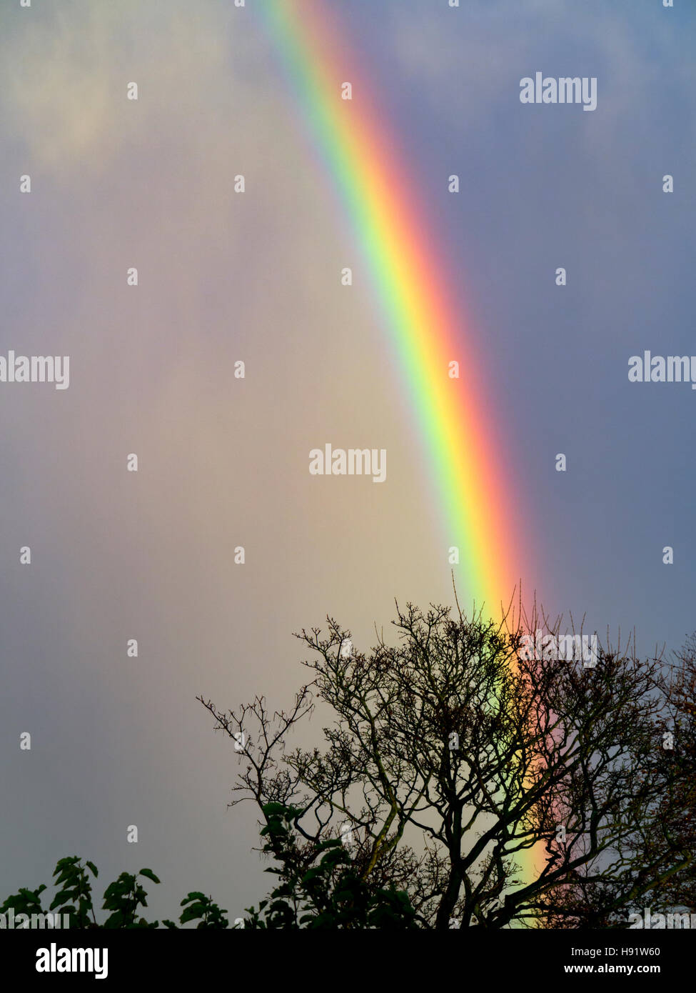 A vivid section of a rainbow behind a leafless tree top with stormy sky Stock Photo