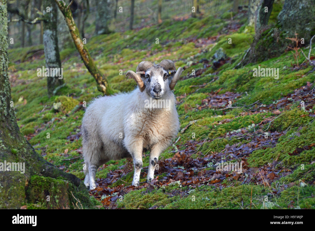 Ram tup in woodland in the Elan Valley near Rhayader, Powys, Wales Stock Photo