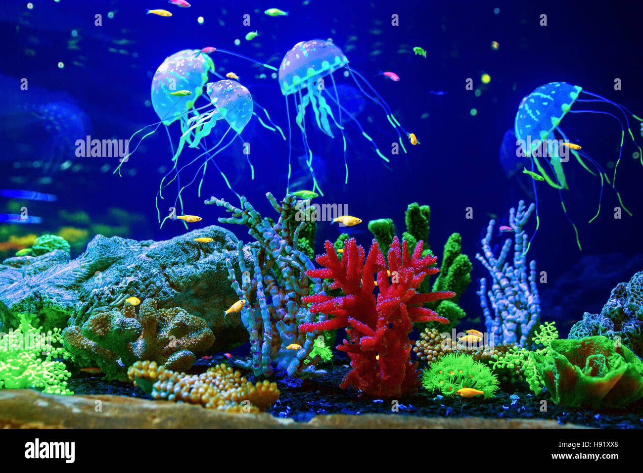 Beautiful jellyfish medusa in aquarium Stock Photo
