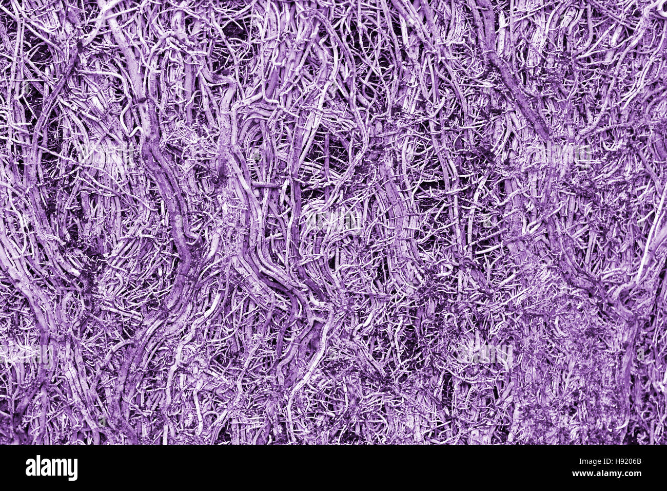 Purple abstract close up of tight cluster of mauve roots of pot bound Bamboo plant after pot removal manipulated colour concept for connection route Stock Photo