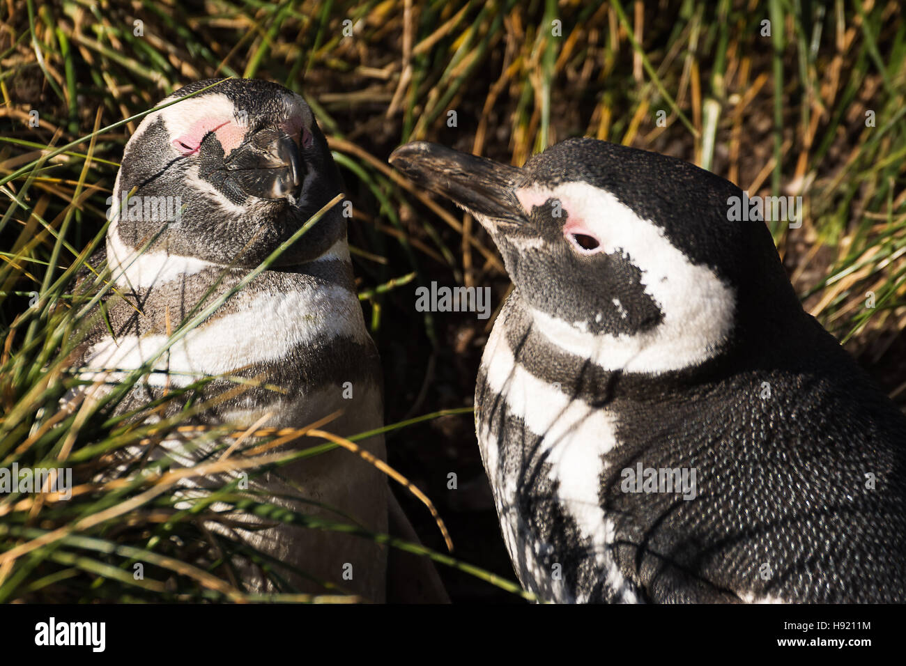 Magellan penguin couple in love Stock Photo