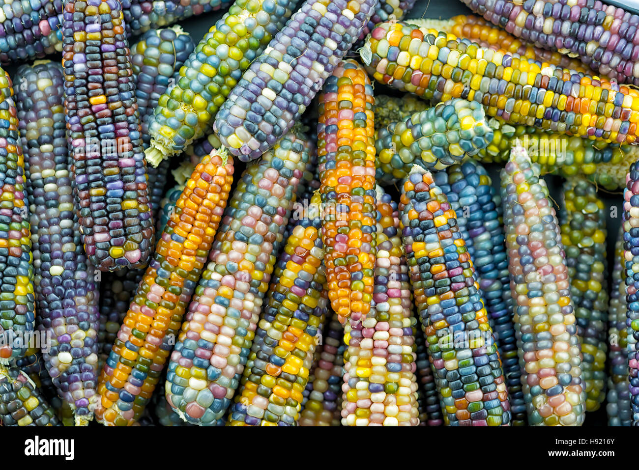glass gem ears,variety of rainbow colored corn Stock Photo