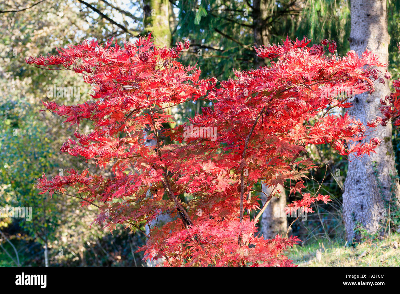 Autumn colour of the small Japanese maple, Acer palmatum 'Ariadne' Stock Photo