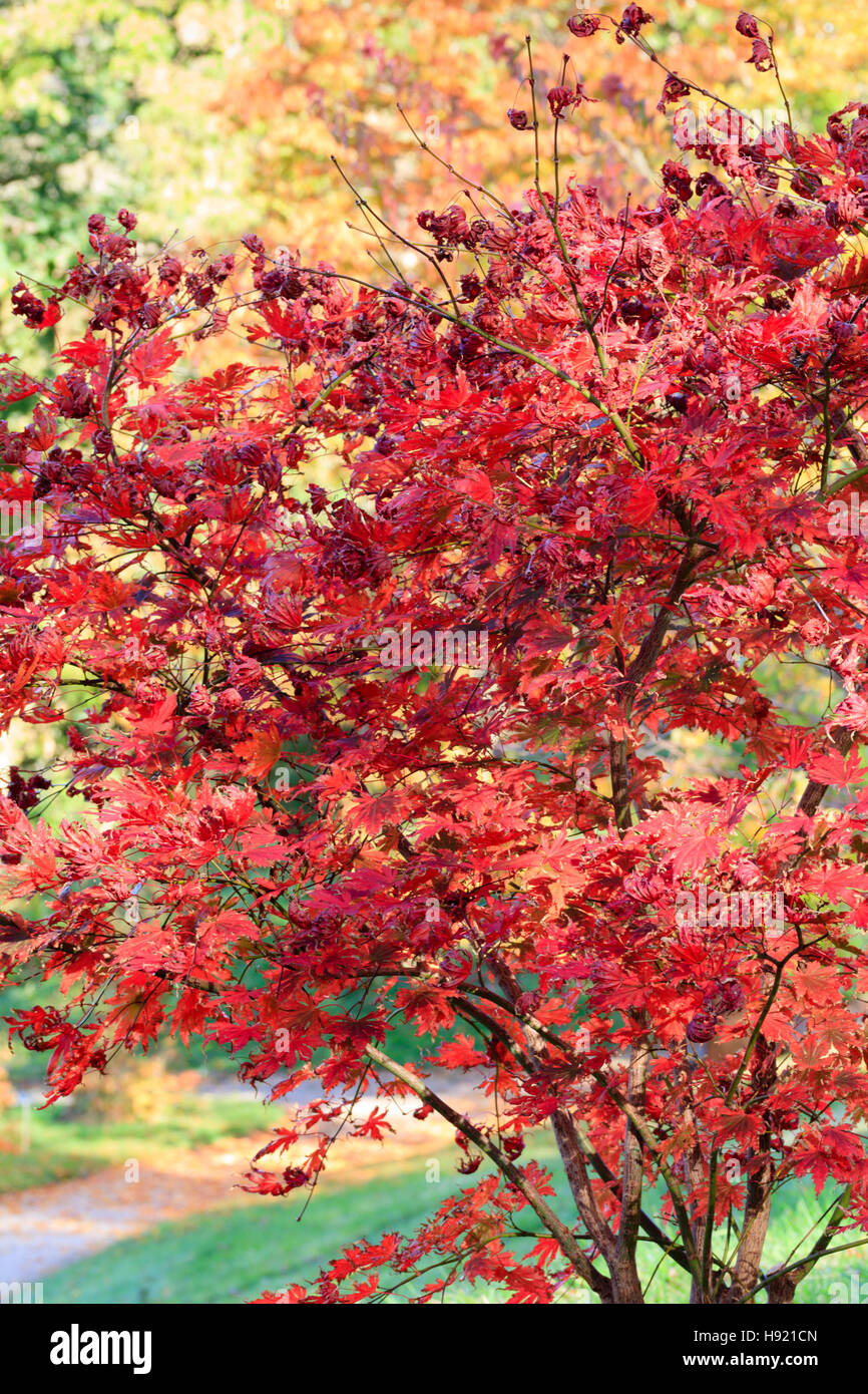 Autumn colour of the small Japanese maple, Acer palmatum 'Ariadne' Stock Photo