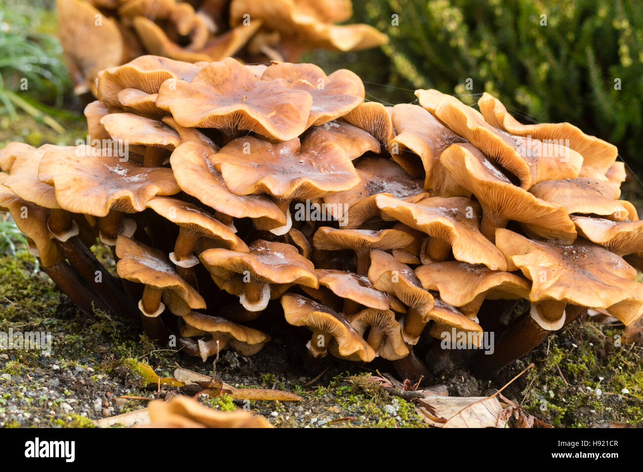 Old fruiting bodies of the honey fungus, Armillaria mellea Stock Photo