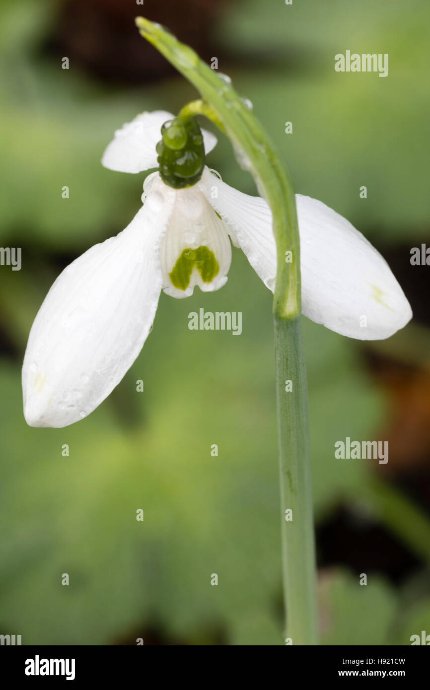 November flower of the giant snowdrop, Galanthus elwesii var. monostictus Stock Photo