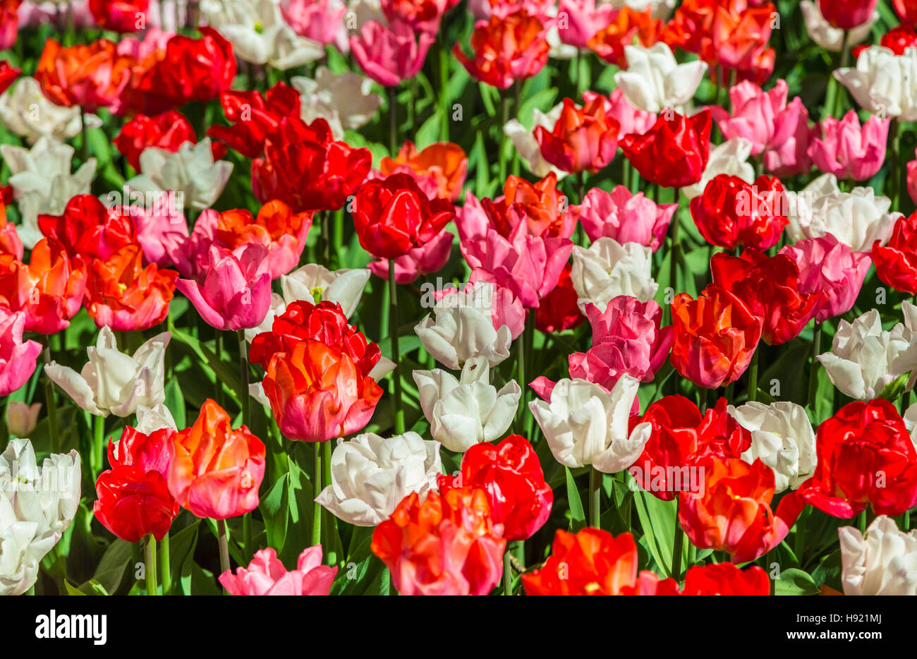 Glade of red, pink and white fresh tulips Stock Photo