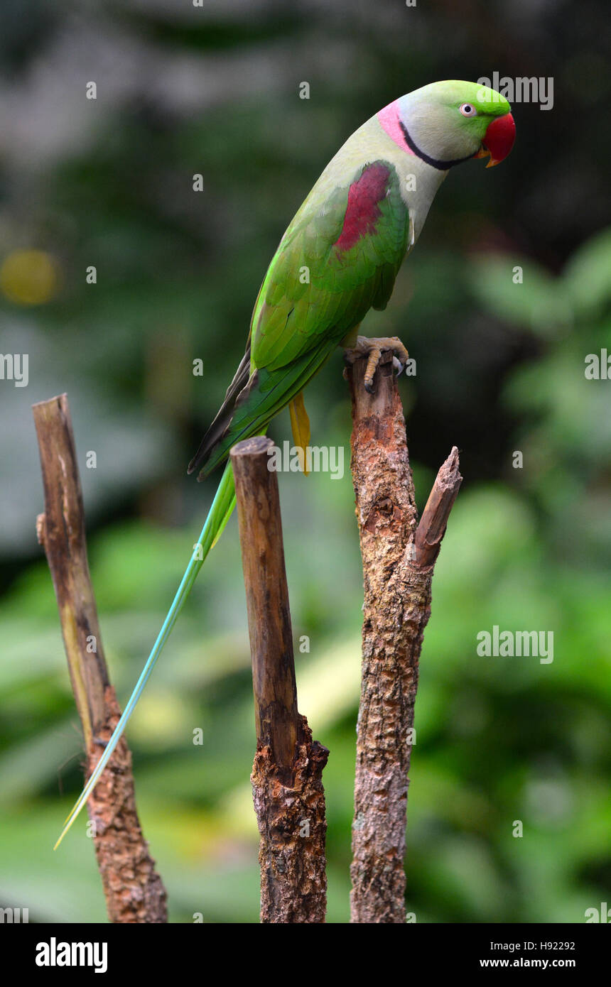 Wildlife South India High Resolution Stock Photography and Images - Alamy