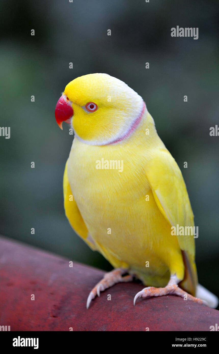 Download Yellow Indian Ringneck Parrot rose-ringed parakeet ...