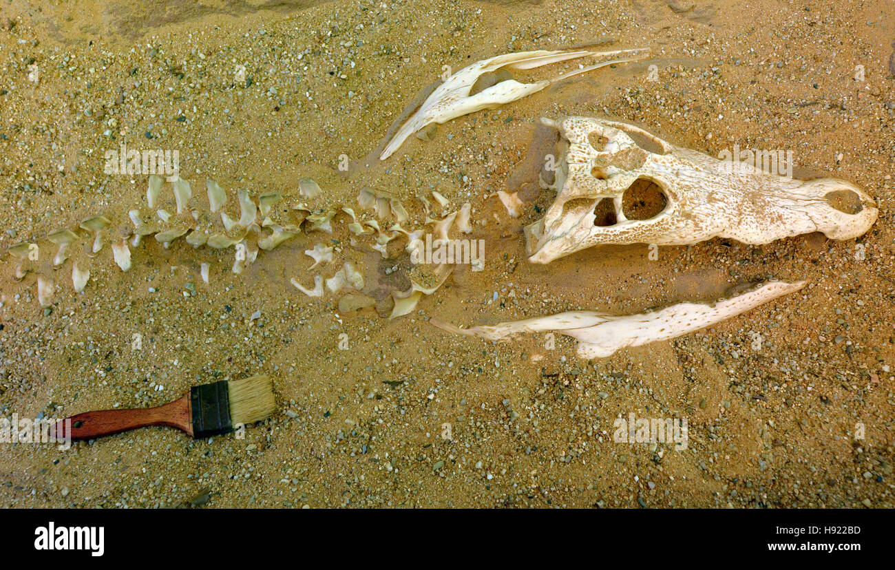 Archaeology Brush High Resolution Stock Photography And Images - Alamy