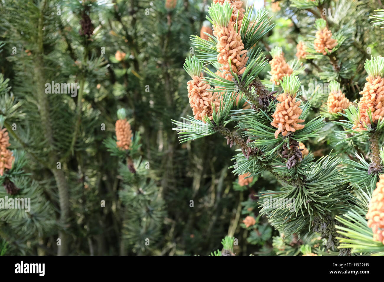 Pinus mugo foliage and flowers Stock Photo