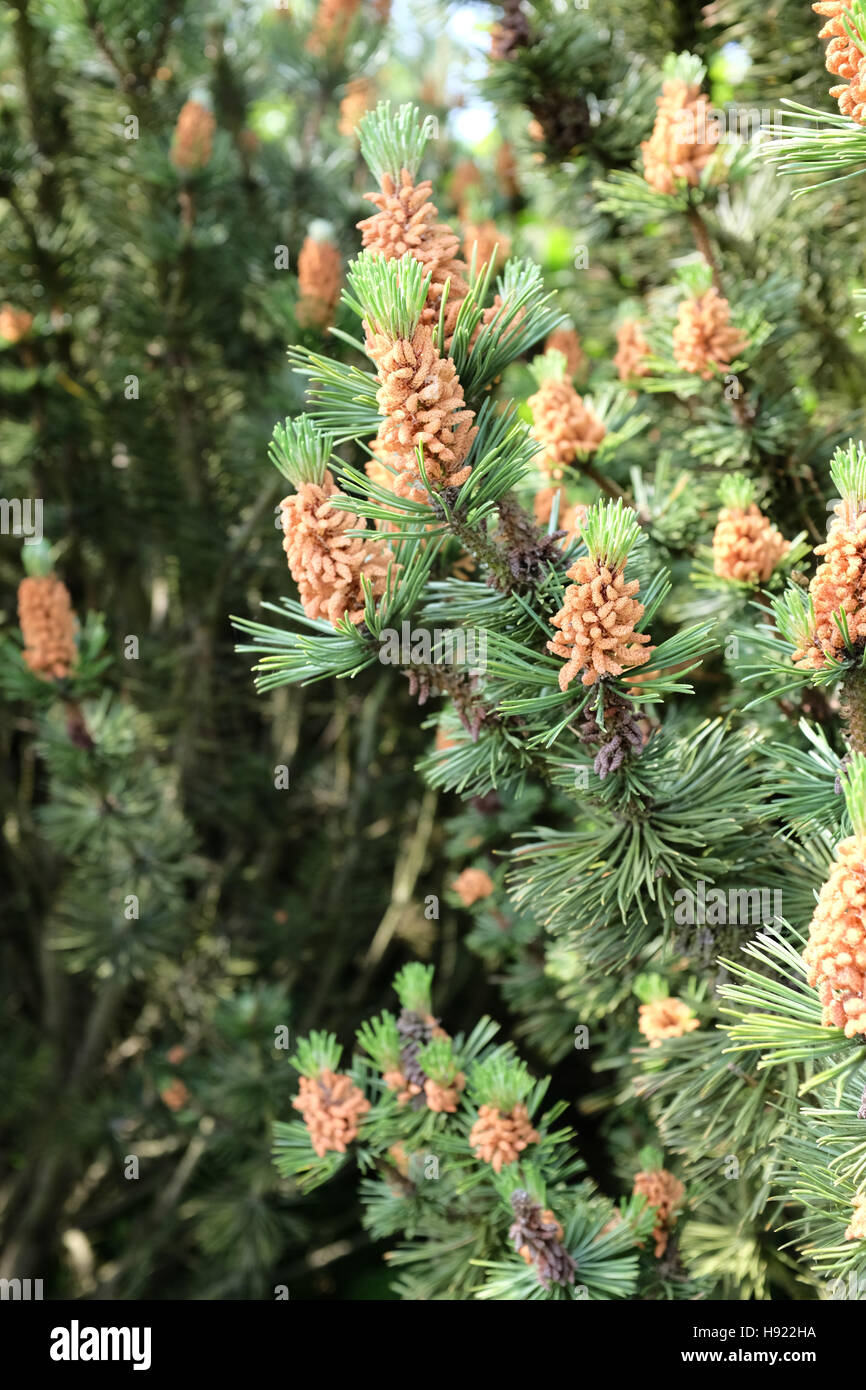 Pinus mugo foliage and flowers Stock Photo