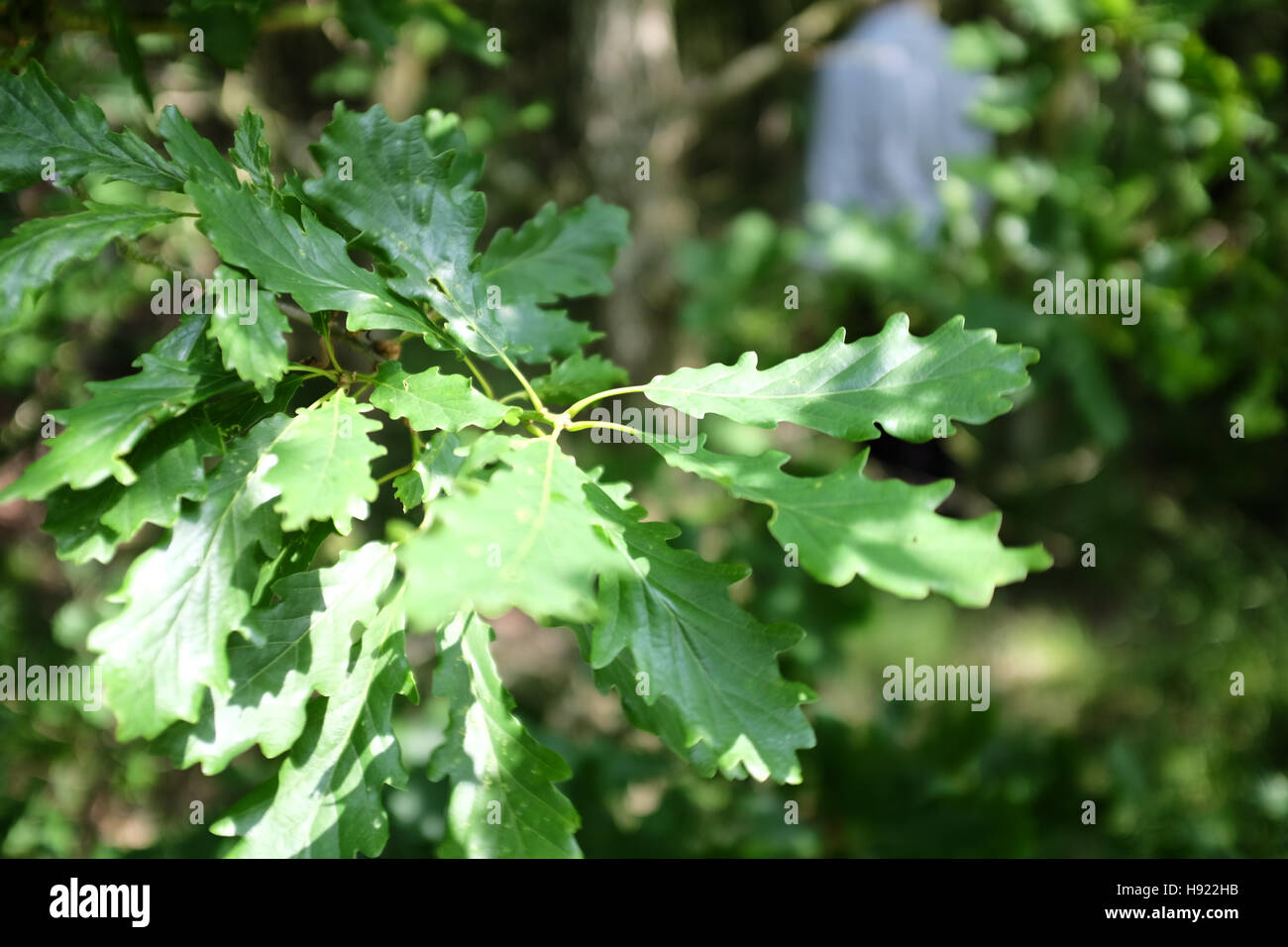 Sessile oak woodland hi-res stock photography and images - Alamy