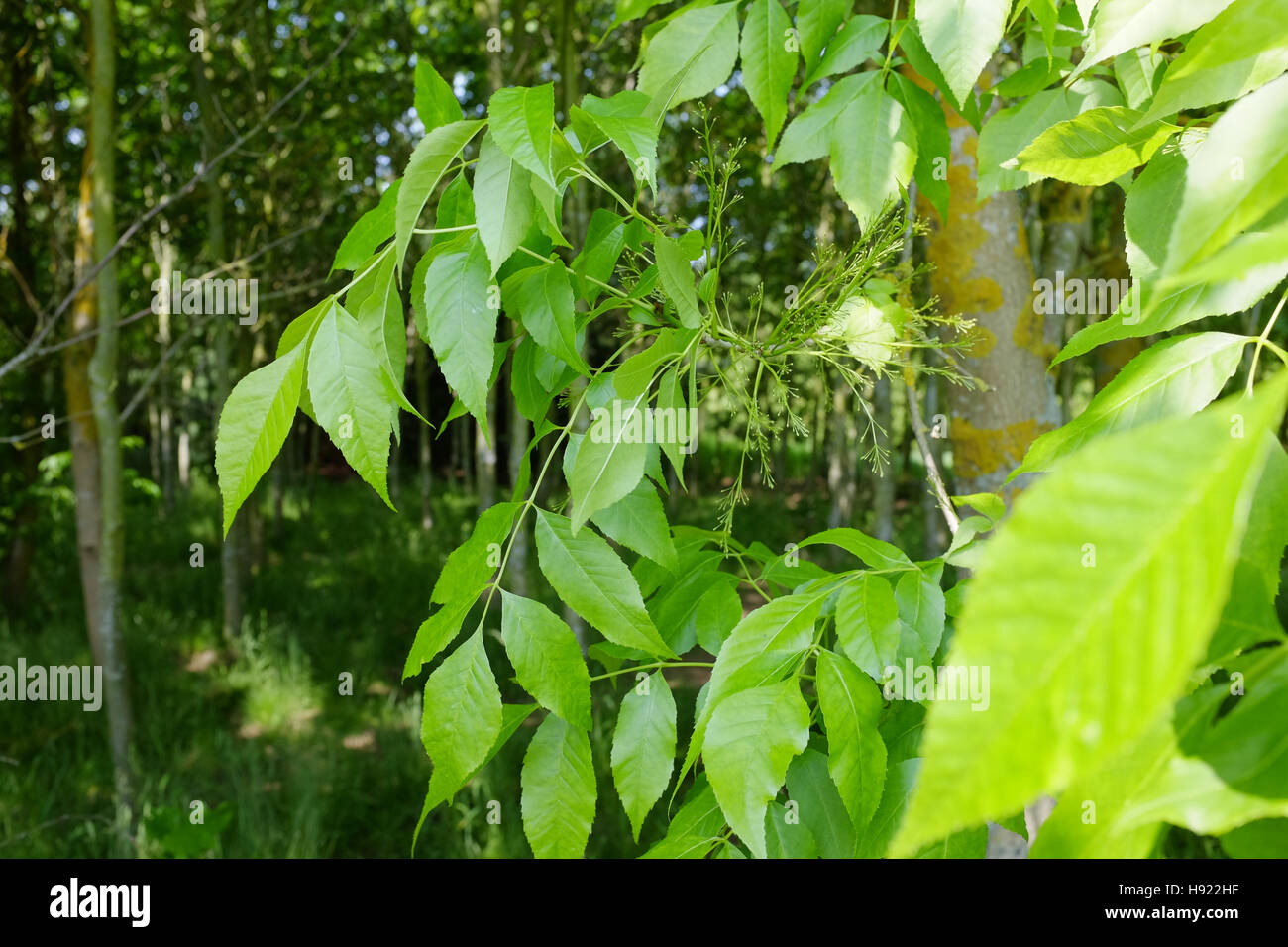 White ash foliage in a woodland Stock Photo Alamy