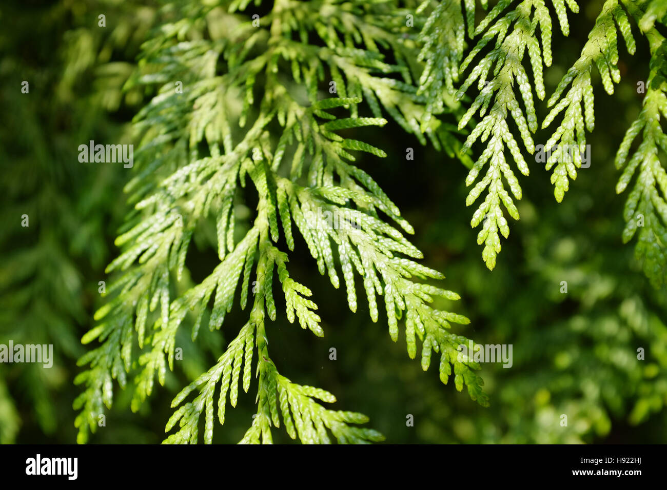 Western red cedar foliage Stock Photo