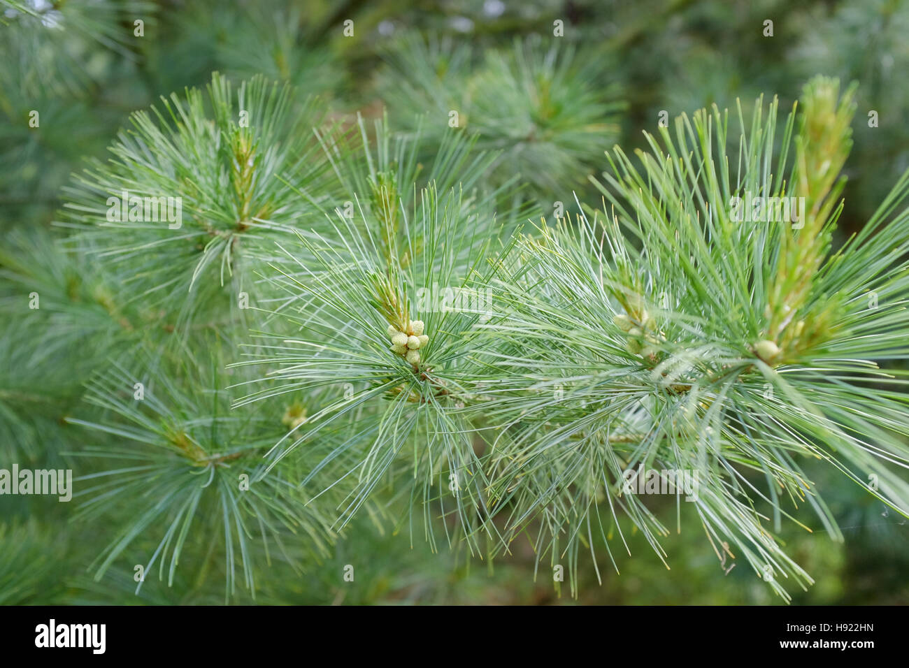 Pinus strobus foliage Stock Photo