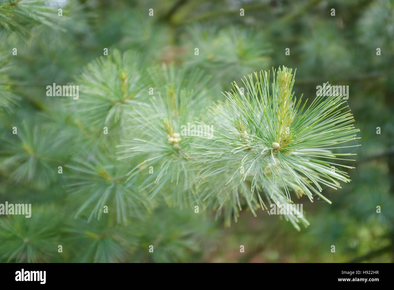 Pinus strobus foliage Stock Photo