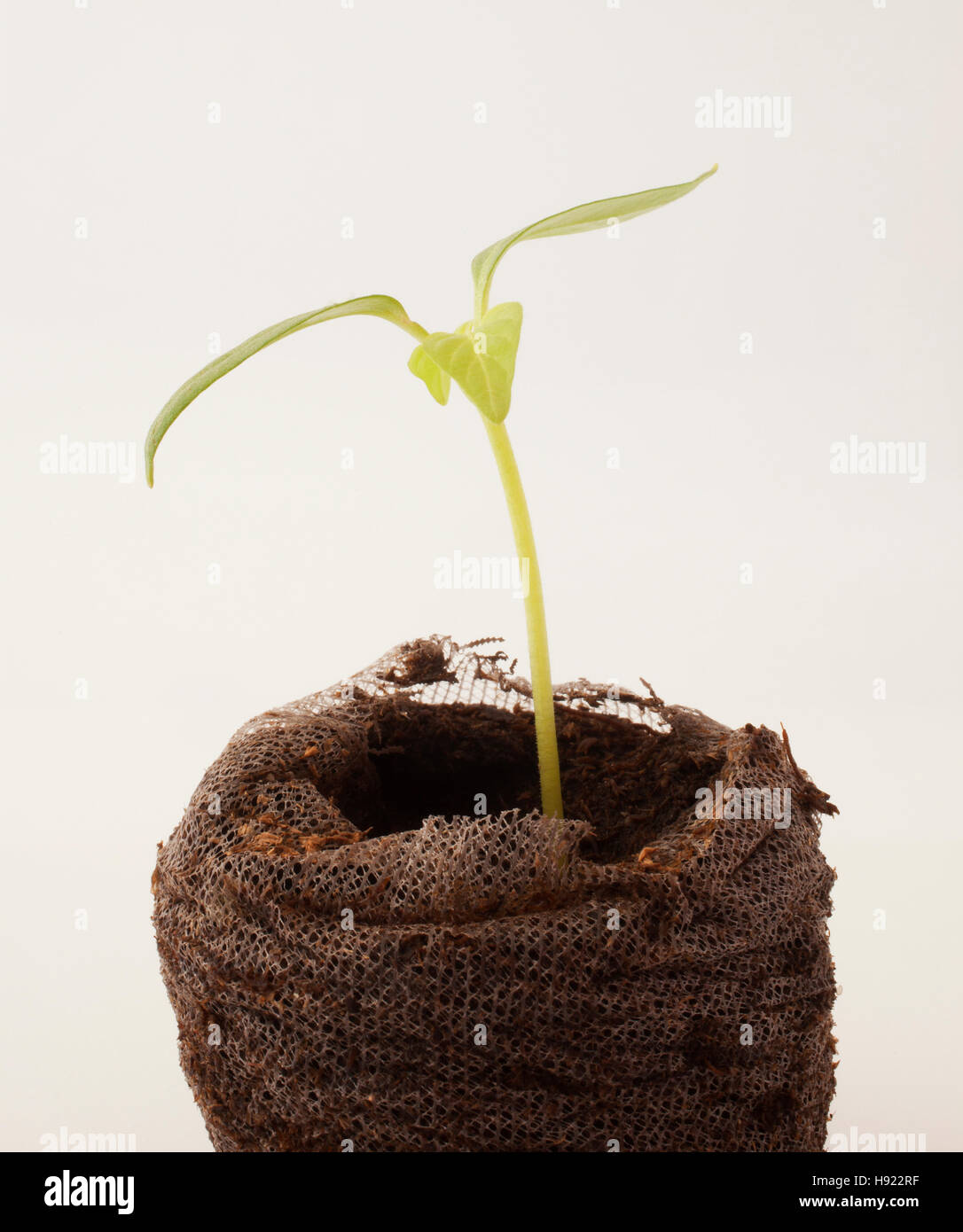 Grow Chili Hi Res Stock Photography And Images Alamy