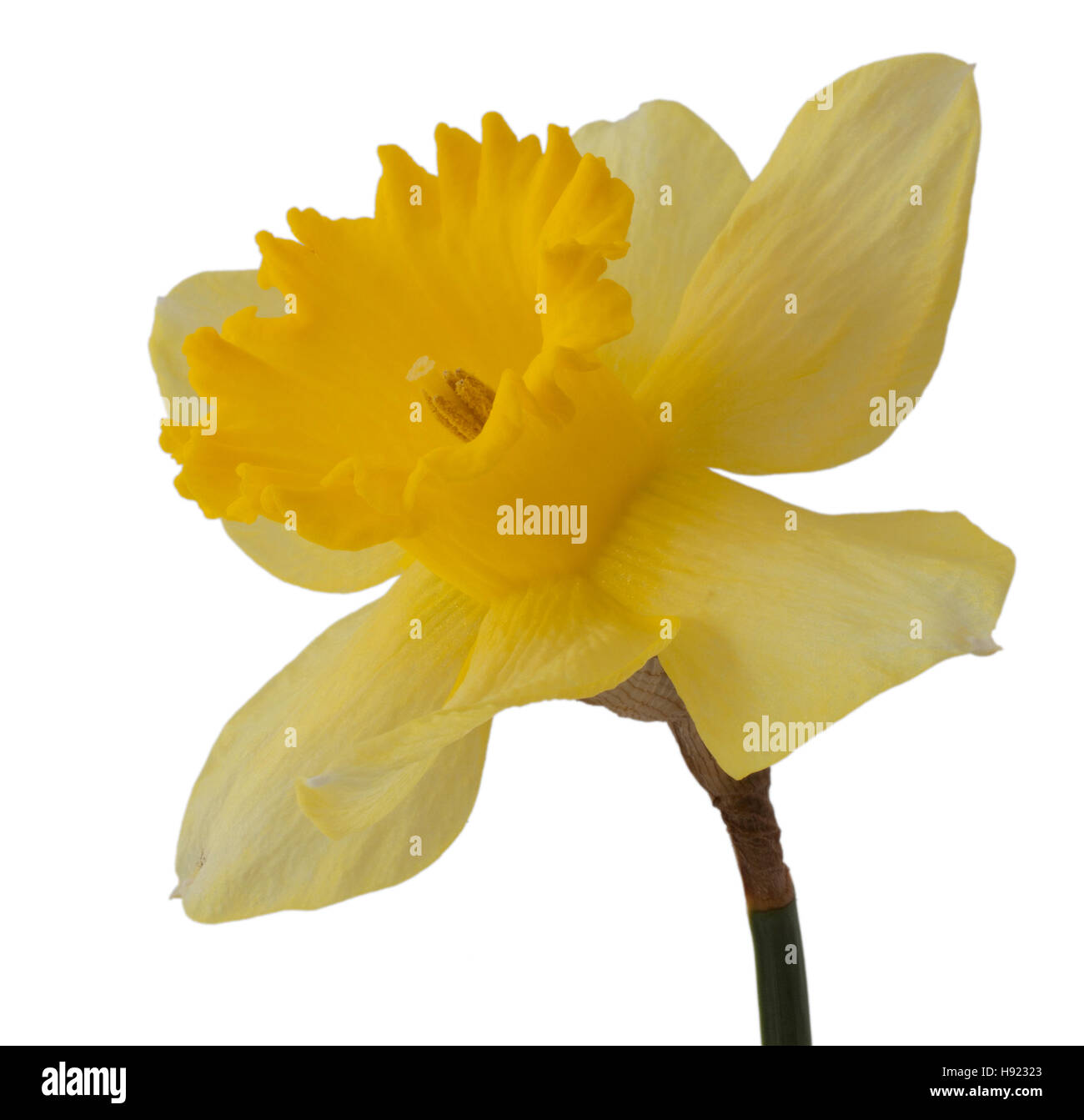 Yellow daffodil in full bloom with its stem isolated on a white