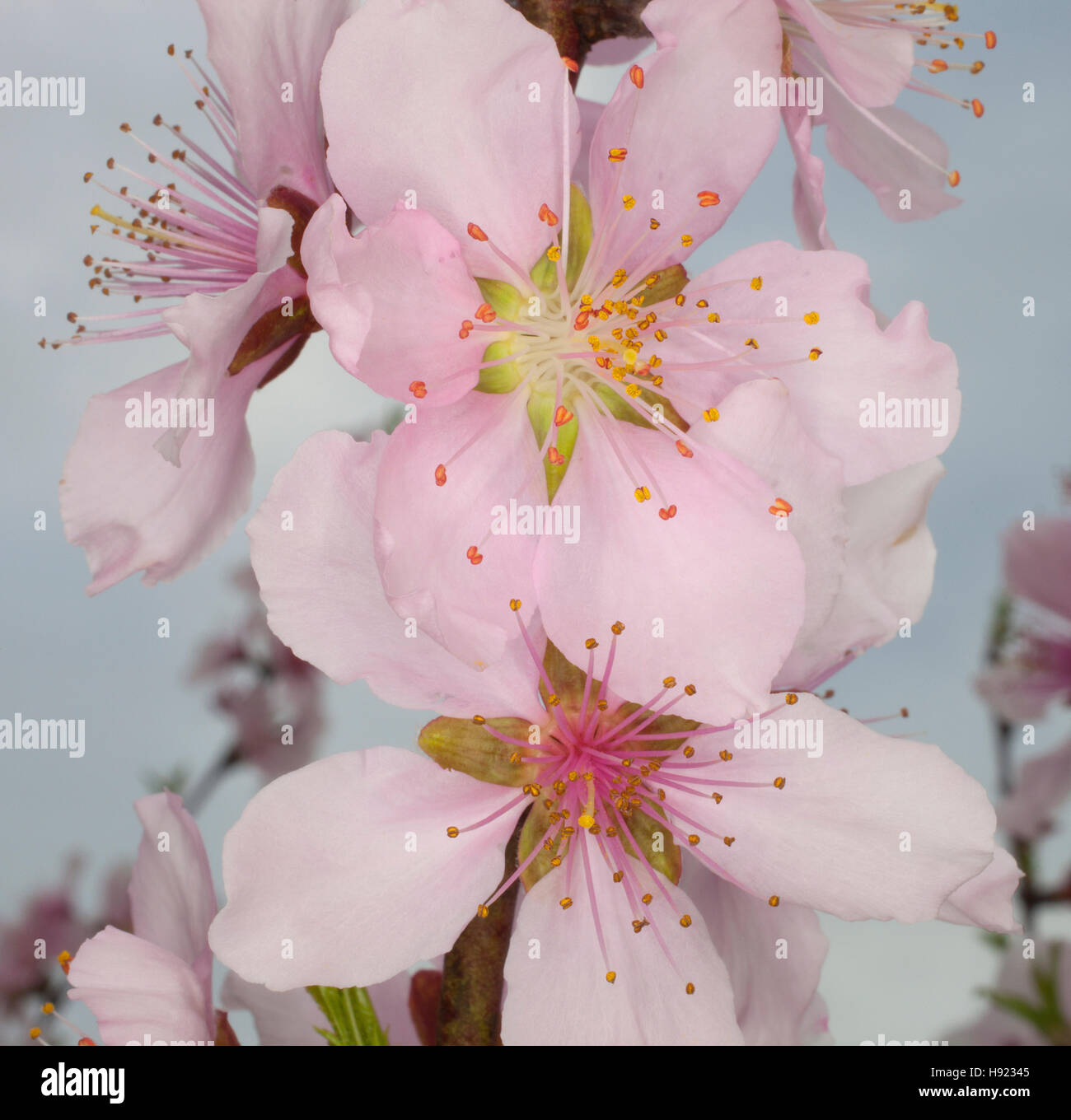 Nectarine tree hires stock photography and images Alamy