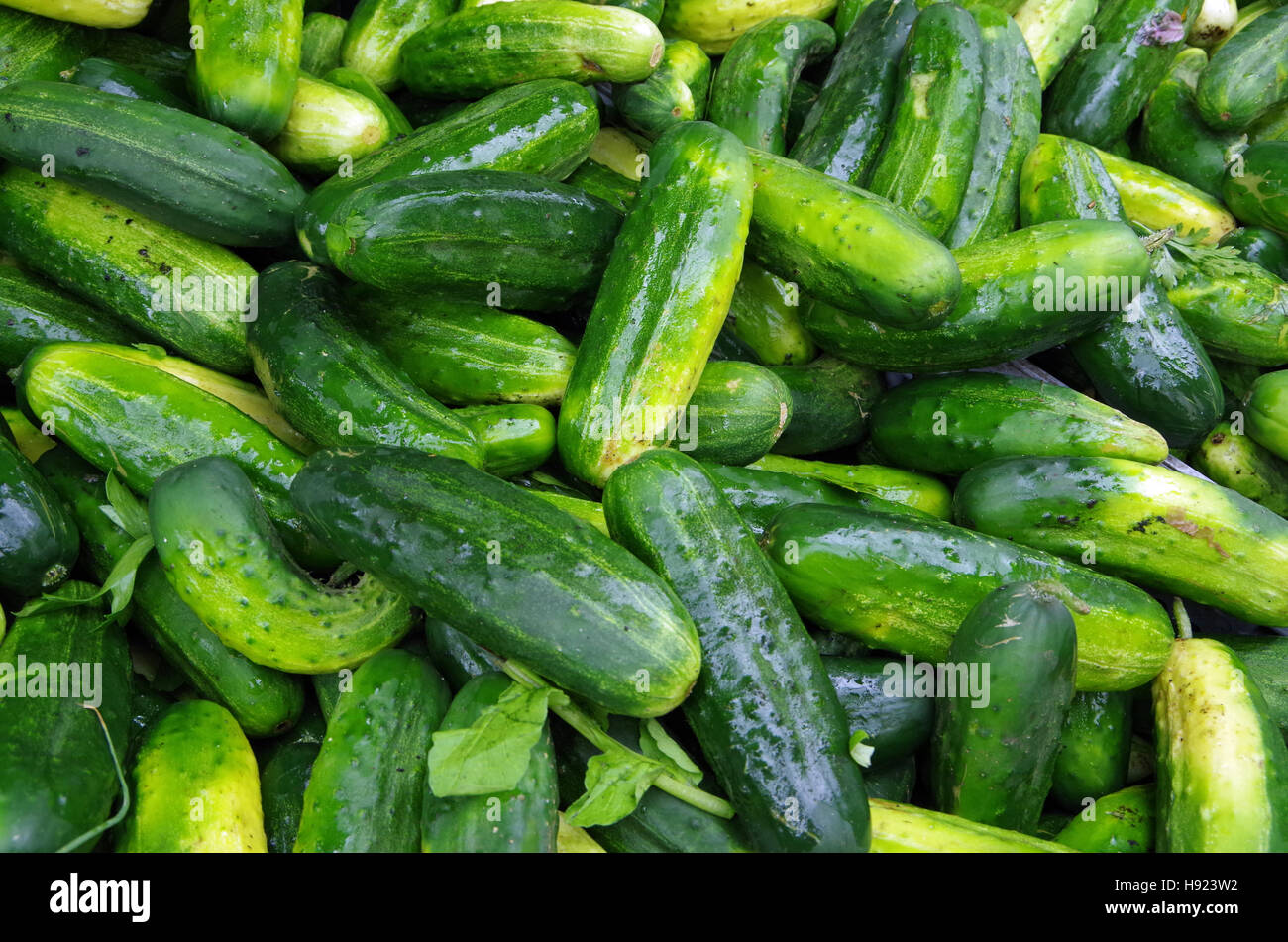 Farm fresh green pickling cucumbers piled for market Stock Photo