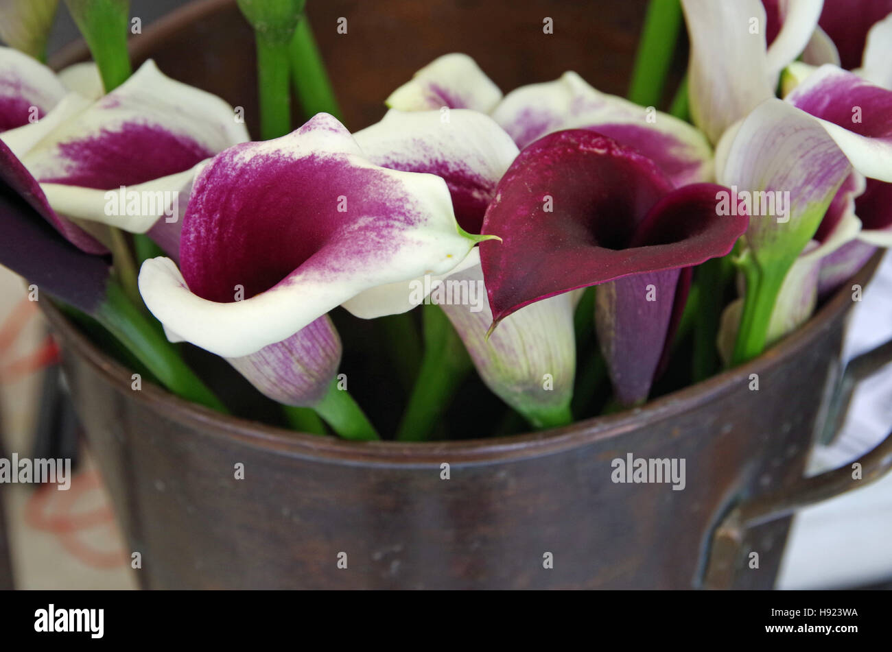 Farmer market calla lilies in metal milking can Stock Photo