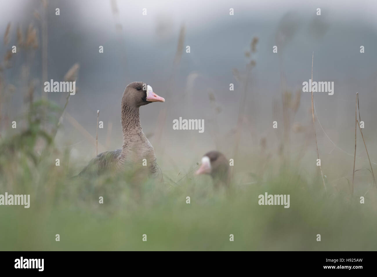 Greater White-fronted Geese / Blaessgaense ( Anser albifrons ), arctic winter guests resting in high grass of a meadow, watching. Stock Photo