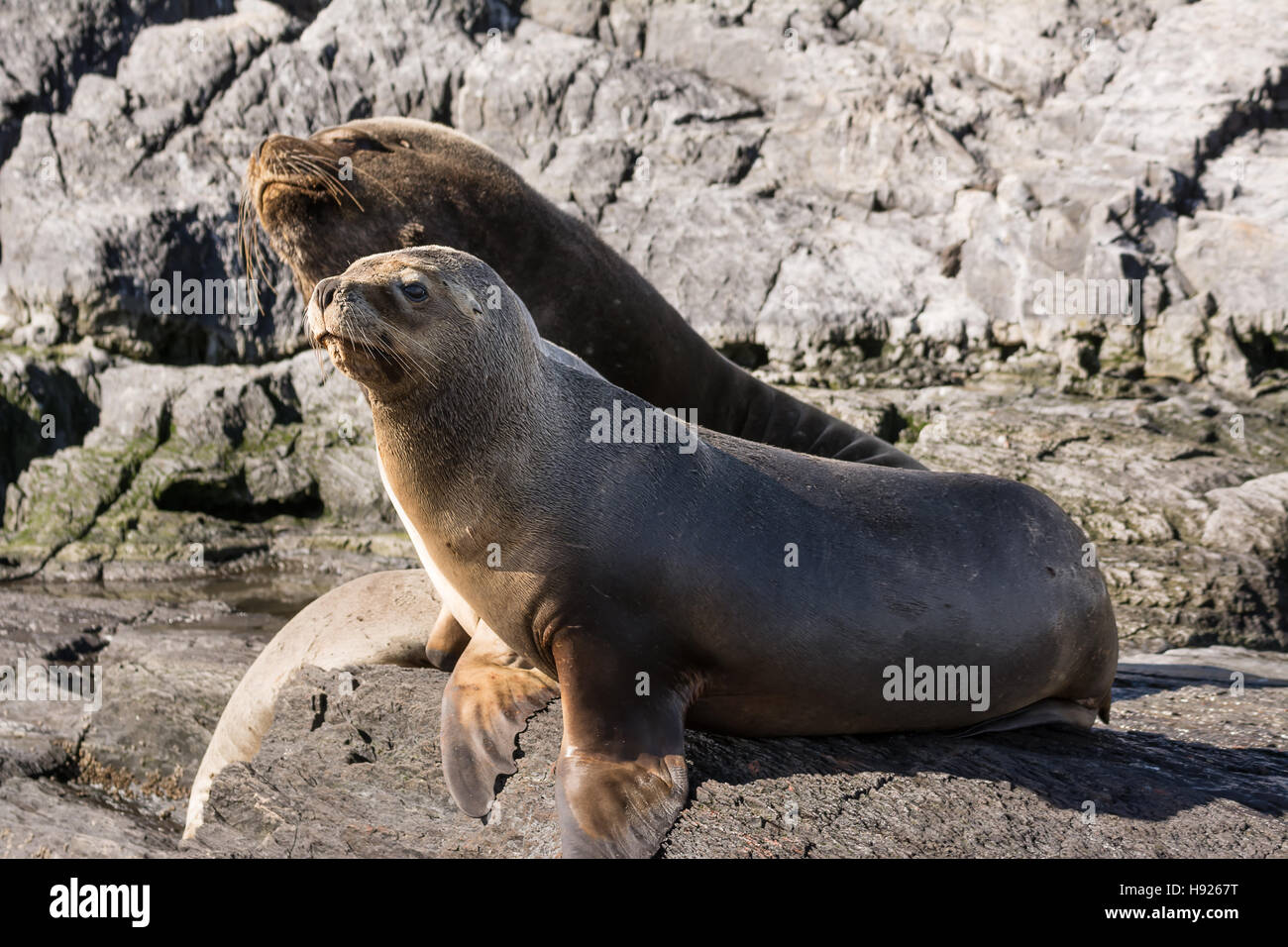 Sea lions on isla in  beagle channel near Ushuaia (Argentina) Stock Photo