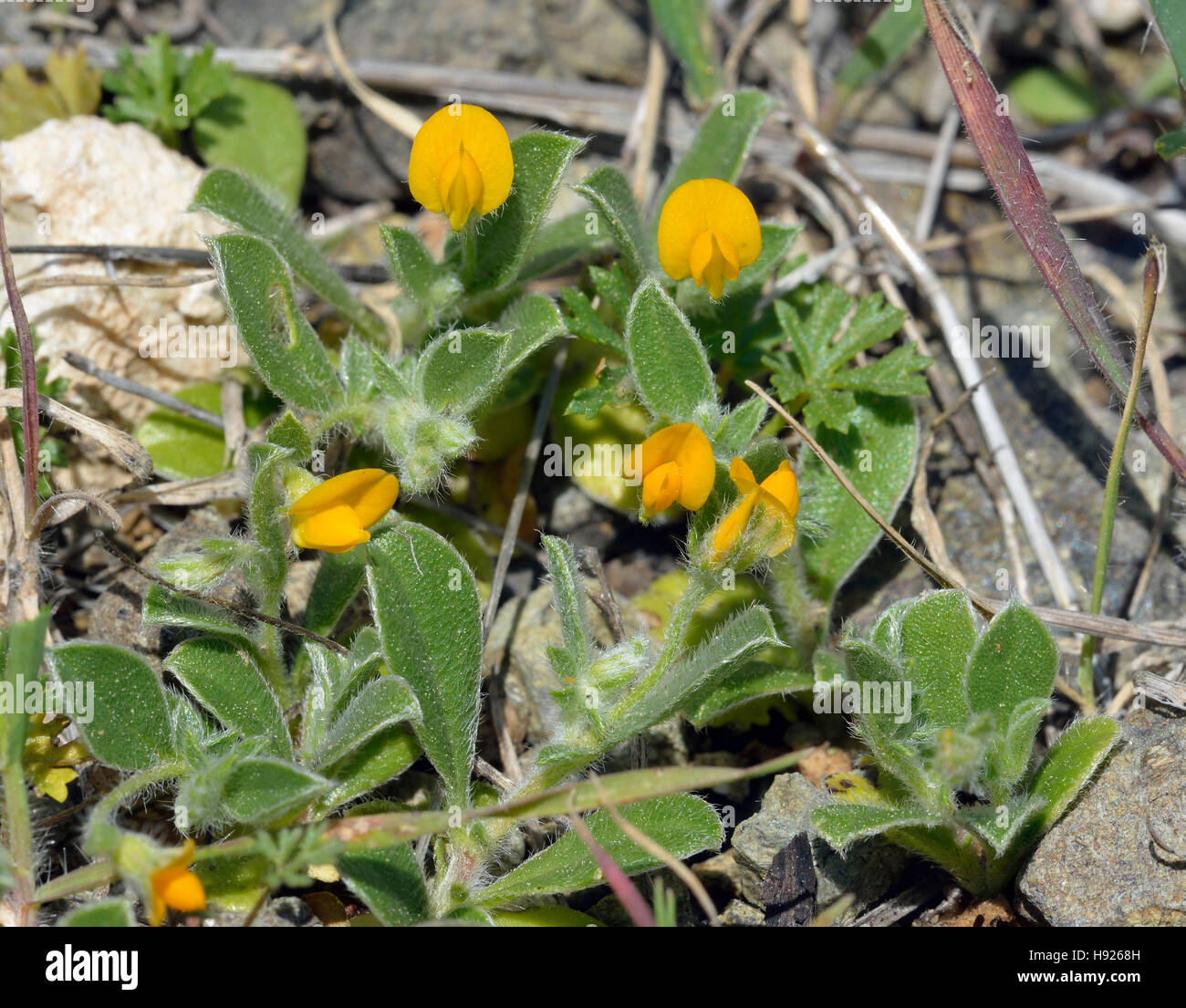Disk Trefoil - Hymenocarpus circinatus Yellow Mediterranean Flower Stock Photo
