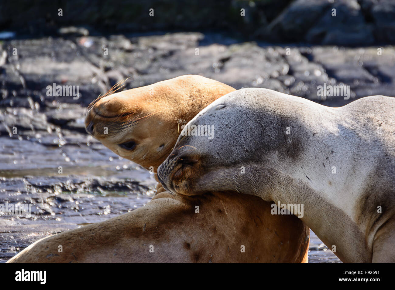 Sea lions on isla in  beagle channel near Ushuaia (Argentina) Stock Photo