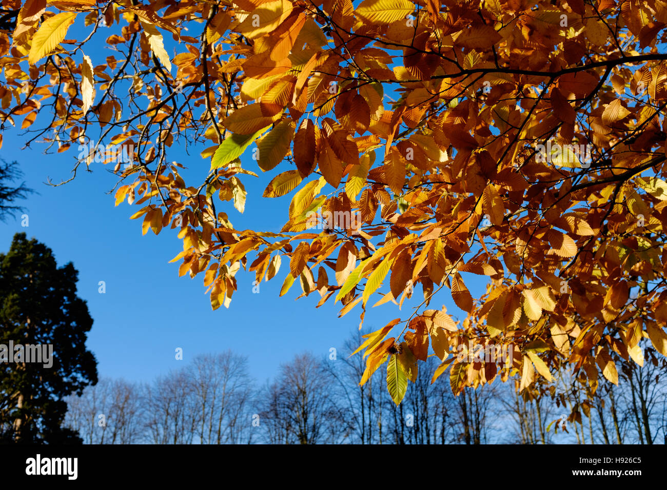 Bright blue sky background hi-res stock photography and images - Alamy
