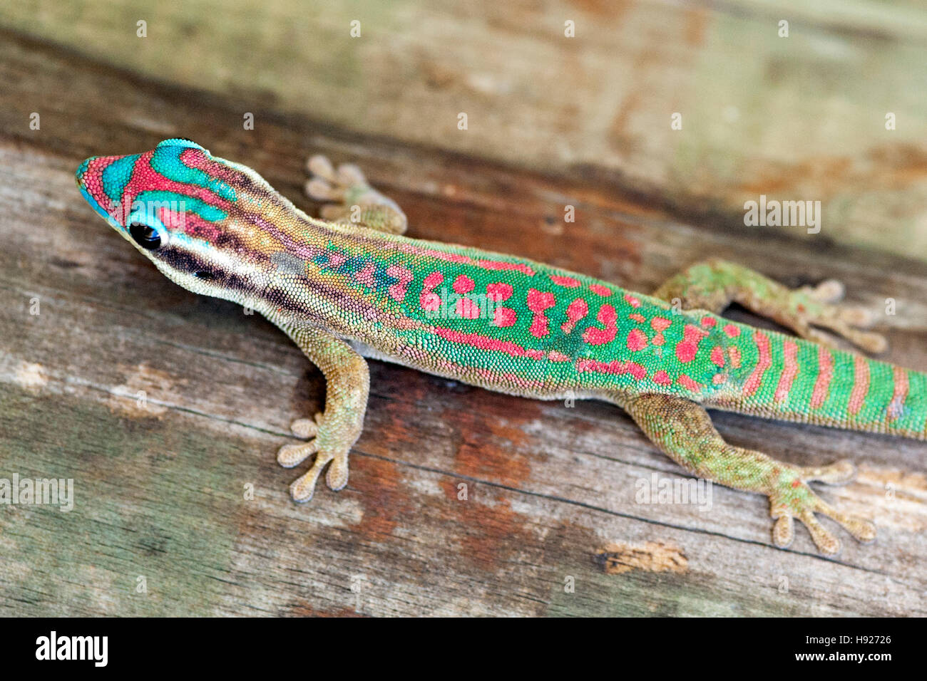 Ornate day gecko on the islet of Ile Aux Aigrettes in Mauritius. Stock Photo