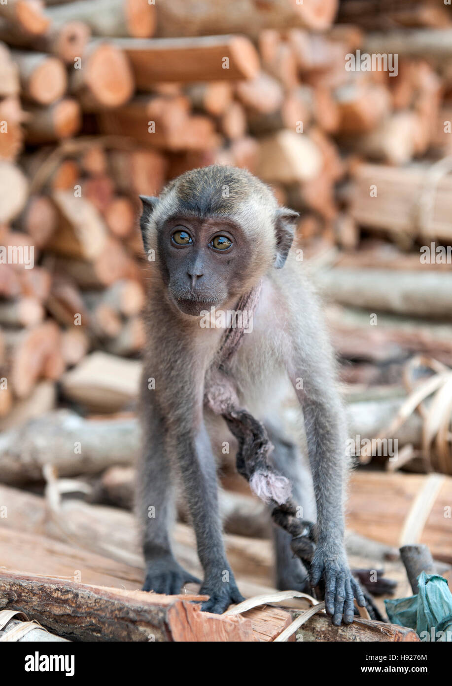 Peru, Chiclayo, Witchcraft, Shaman market. Spider monkey Stock Photo - Alamy