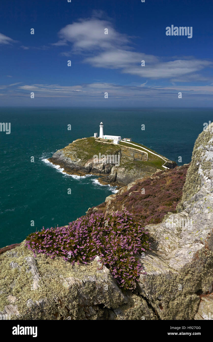 South Stack A view of South Stack lighthouse from the heather covered cliffs Stock ...